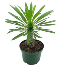 Load image into Gallery viewer, Madagascar Palm