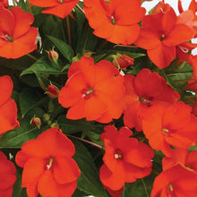 Load image into Gallery viewer, Sunpatiens Hanging Basket 10"