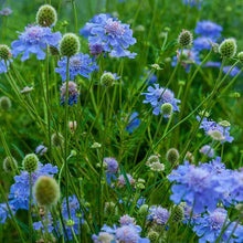 Load image into Gallery viewer, Scabiosa Pincusion Flower