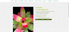Load image into Gallery viewer, Neoregelia 1G/6"