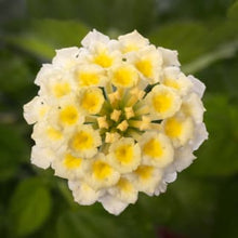 Load image into Gallery viewer, Lantana Bandolista 6”