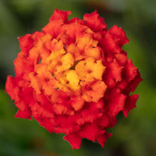 Load image into Gallery viewer, Lantana Bandolista 6”