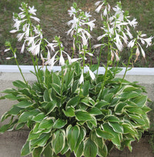 Load image into Gallery viewer, Hosta 8"/2G