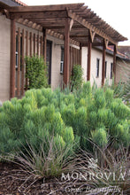 Load image into Gallery viewer, Senecio Vitalis Serpents 6"/1G