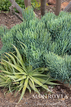 Load image into Gallery viewer, Senecio Vitalis Serpents 6"/1G