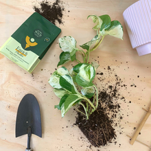 Load image into Gallery viewer, Enrich Powder