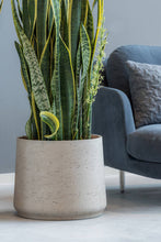 Load image into Gallery viewer, Patt, Grey Washed