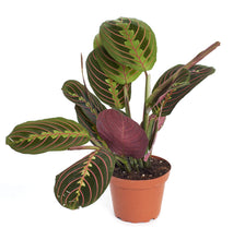 Load image into Gallery viewer, Maranta Red 6" HB