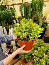 Load image into Gallery viewer, Jade Succulent