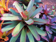 Load image into Gallery viewer, Imperial Bromeliad