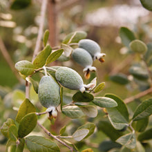 Load image into Gallery viewer, Guava Fruit Tree