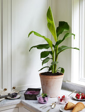 Load image into Gallery viewer, Banana Blue Java 2G/8"