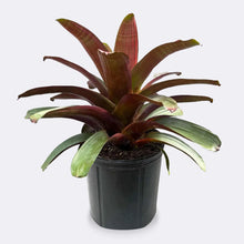 Load image into Gallery viewer, Imperial Bromeliad