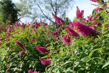 Load image into Gallery viewer, Buddleia Funky Fuschia 2G