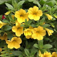 Load image into Gallery viewer, Calibrachoa Superbells 6"