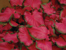 Load image into Gallery viewer, Caladium Strap Leaf 4.5"