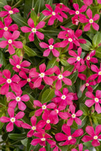 Load image into Gallery viewer, Soiree Kawaii 6"1G