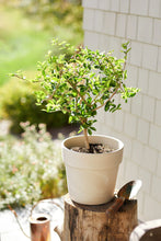 Load image into Gallery viewer, Cherry Patio Tree