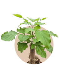 Load image into Gallery viewer, China Doll Bonsai