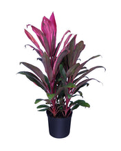 Load image into Gallery viewer, Cordyline Maria 10"