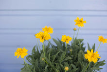 Load image into Gallery viewer, Coreopsis 1G/6"
