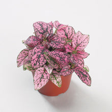 Load image into Gallery viewer, Hypoestes Confetti 4.5"