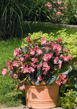 Load image into Gallery viewer, Begonia 'BIG' Series 4.5"