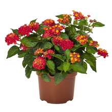 Load image into Gallery viewer, Lantana Heartland 1G/6”