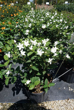 Load image into Gallery viewer, Jasmine Asian Snow