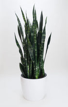 Load image into Gallery viewer, Snake Plant, Zeylanica