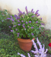 Load image into Gallery viewer, Buddleia Bloomables 2G