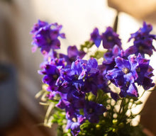 Load image into Gallery viewer, Delphinium 1G/6"