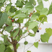 Load image into Gallery viewer, Mulberry 1G/6"