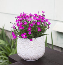 Load image into Gallery viewer, Dianthus Assorted 1G/6"