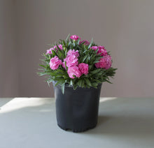 Load image into Gallery viewer, Dianthus Assorted 1G/6"