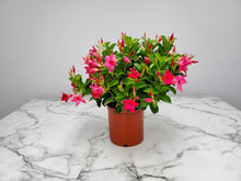 Load image into Gallery viewer, Dipladenia Bush 6"/1G