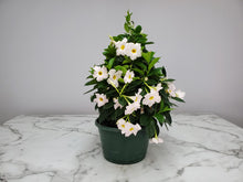 Load image into Gallery viewer, Dipladenia Hanging Basket 12"