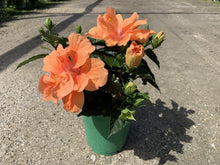 Load image into Gallery viewer, Hibiscus Bush 1 Gallon