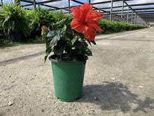 Load image into Gallery viewer, Hibiscus Bush 1 Gallon