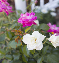 Load image into Gallery viewer, Duet Rose Tree 3G/10"