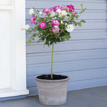 Load image into Gallery viewer, Duet Rose Tree 3G/10"