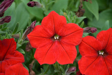 Load image into Gallery viewer, Petunia 4.5"