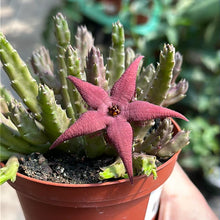 Load image into Gallery viewer, Stapelia Schinzii 4"