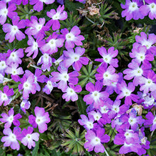 Load image into Gallery viewer, Verbena Lanai Upright 6"/1G