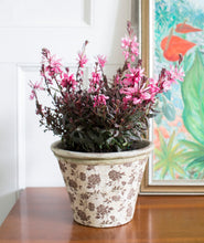 Load image into Gallery viewer, Gaura 1G/6"
