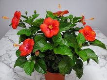 Load image into Gallery viewer, Hibiscus Bush 3 Gallon
