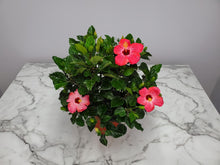 Load image into Gallery viewer, Hibiscus Bush 1 Gallon