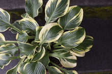 Load image into Gallery viewer, Hosta 1G/6"