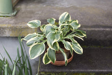 Load image into Gallery viewer, Hosta 1G/6"