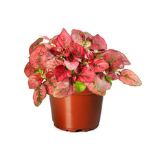 Load image into Gallery viewer, Hypoestes Confetti 4.5"